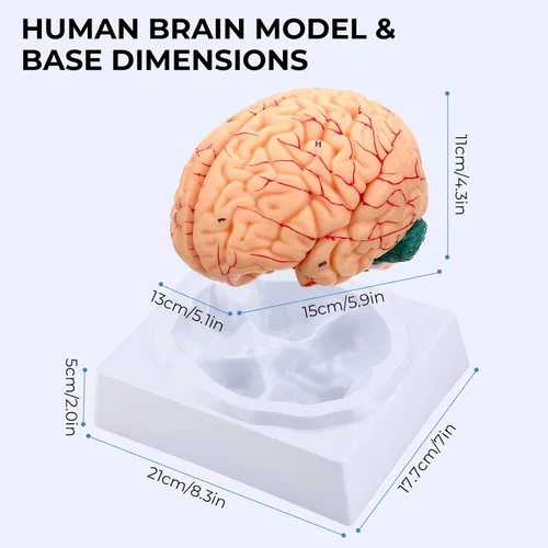 Vista 7 de Modelo de cerebro humano, modelo de anatomía cerebral magnética desmontable de tamaño natural de 8 partes, 32 estructuras cerebrales numeradas