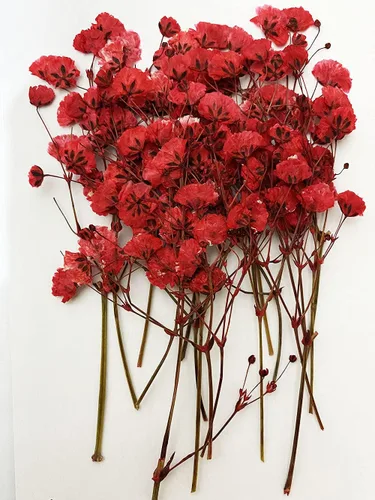 Vista 5 de 6 piezas de Begonia Real Natural Seco Pressed Flowers para Resina Arte Artesanía DIY