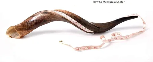 Vista 6 de Auténtico juego Kudu Shofar – Cuerno yemenita natural completo (26"-28") con bolsa de menorá, guía y estuche de transporte – Hecho a mano en Israel