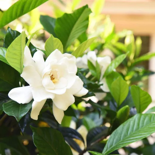 Vista 5 de Planta viva Perfect Plants August Beauty Gardenia, maceta de 1 galón