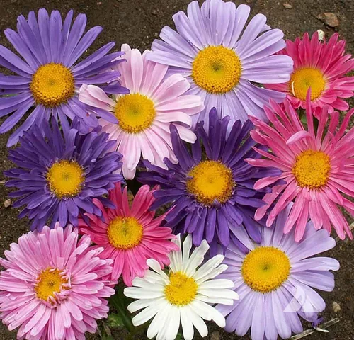 Vista 2 de China Asters Seeds - Asters individuales mixtos