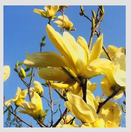 Vista 4 de Yellow Jane Magnolia Planta viva – Árbol arbusto floreciente de 18 pulgadas de alto