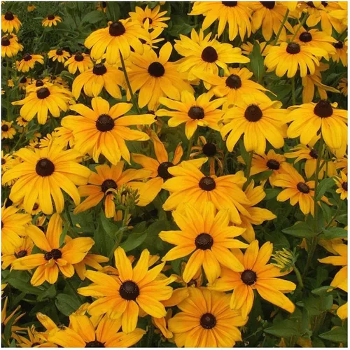 Vista 4 de everwilde explotaciones – Indian Summer black-eyed Susan Native Wildflower semillas – El oro Vault