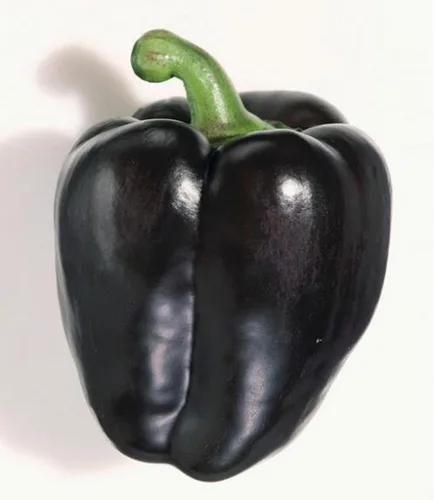 Vista 3 de Pimiento negro dulce vegetal sin OMG para plantar