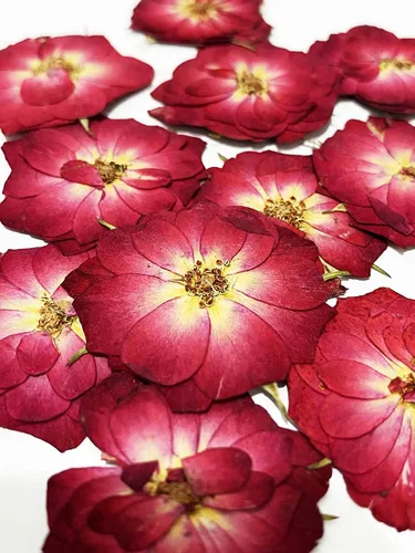 Vista 2 de 24 piezas de trébol de cuatro hojas de flores secas prensadas naturales reales para decoración de arte de resina, manualidades, bricolaje