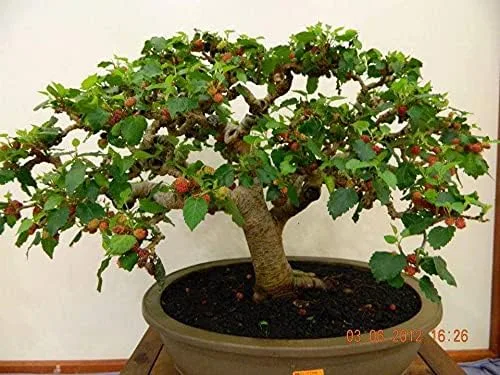 Vista 2 de Semillas de morera bonsái - 25 semillas - Morus Nigra - Cultivar bonsai frutal