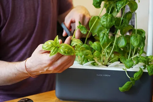 Vista 4 de Click & Grow Smart Garden 3 - Kit de jardinería para interiores (incluye cápsulas de albahaca) Easier than a hydroponic growing system. Patented