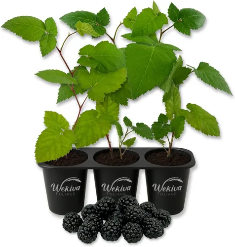 Vista 7 de Apache BlackBerry Plant - 3 plantas de arranque vivo - Rubus - Arbusto comestible con frutos para patio y jardín
