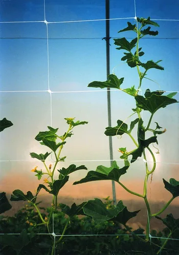 Vista 8 de TENAX 1A150281 Hortonova Plant Trellis Network, 48" x 1,000' Blanco