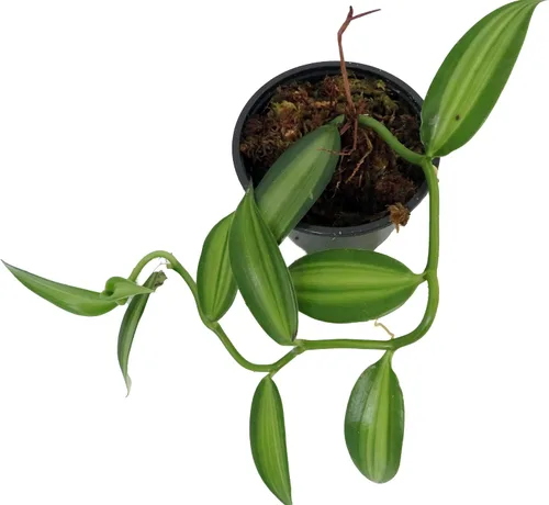 Vista 2 de Planta de orquídea de vainilla abigarrada - Maceta de 4" - Planifolia