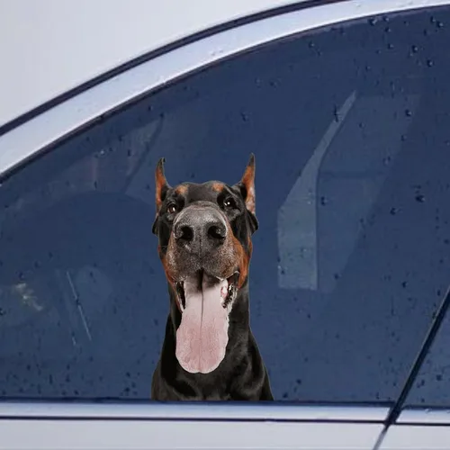 Vista 22 de Calcomanías de perro caniche, divertidas calcomanías de vinilo troqueladas para automóvil, laptop, parachoques Estilo-37