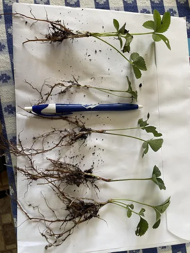 Vista 3 de Mezcla de rosa cuaresmal y eléboro 5 plantas a raíz desnuda, ideal para plantar en otoño