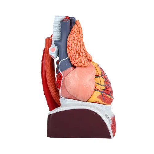 Vista 8 de EVOTECH SCIENTIFIC Modelo de corazón humano de lujo con glándula de timo y base de diaframa, 10 piezas, 1.5X tamaño natural, modelo de corazón