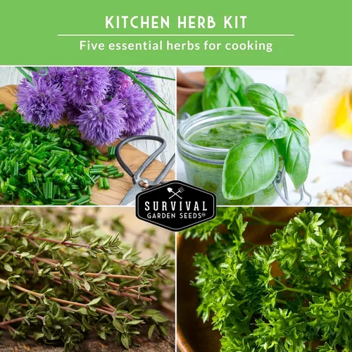 Vista 6 de Survival Garden Seeds Culinary Herb Collection - Bóveda de semillas de perejil rizado, cilantro, albahaca, cebollino, tomillo, semillas de reliquia