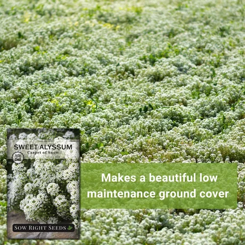 Vista 5 de Sow Right Seeds - Alfombra blanca de semillas de flores de nieve Sweet Alyssum para plantar - Paquete de reliquia sin OMG con instrucciones