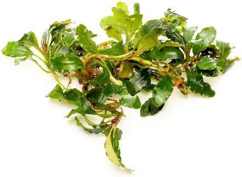 Vista 48 de SubstrateSource Bucephalandra Brownie Phantom - Planta de acuario viva – Decoración natural de pecera de agua dulce, decoración acuática