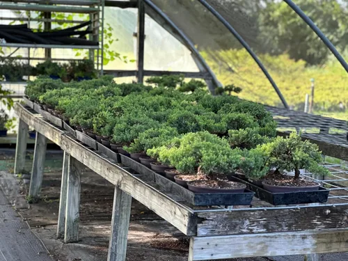 Vista 5 de Árbol bonsái de enebro enano vivo, en maceta de plástico, 3 años, 100% hecho a mano, bonsái para exteriores, regalo único para cumpleaños