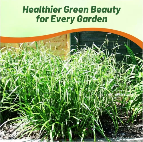 Vista 4 de Outsidepride - 100 semillas de la hierba ornamental perenne cárice llorón (Carex pendula [Fresh Look]) para sembrar