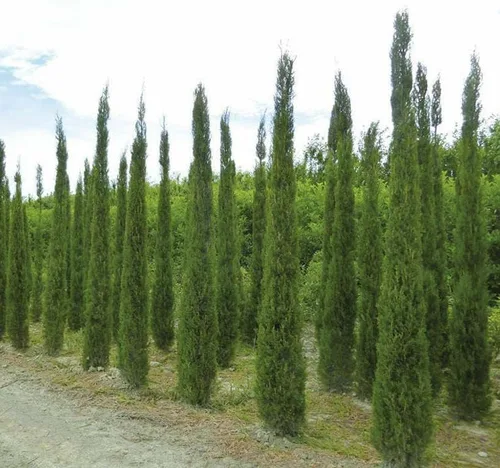 Vista 2 de Cupressus sempervirens stricta (ciprés italiano vertical), hoja perenne, grisáceo, follaje verde, pequeños conos marrones redondos, elige