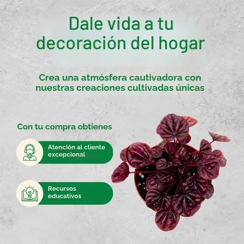 Vista 8 de BubbleBlooms Peperomia Ondulación Esmeralda Roja en una olla de 4 pulgadas Pep Caperata