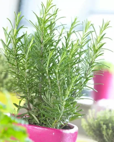 Vista 4 de 3 plantas de romero resistentes para plantar, plantas de romero culinario, plantas de romero culinario, hierbas aromáticas, flores azules de 3 a 6