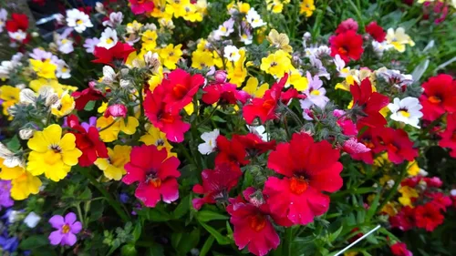 Vista 5 de Seeds Nemesia Galaxy Seed Mix 450+ Semillas para plantar flores anuales