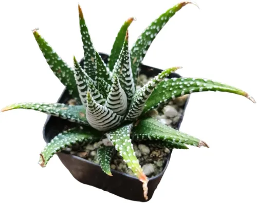 Vista 3 de Plantas vivas de Haworthia (maceta Attenuata VAR Glabrata de 2")