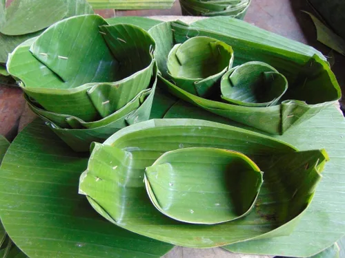 Vista 3 de Hojas Frescas de Plátano 1 Lb. Hoja de Platano