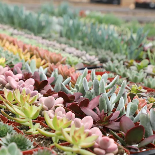 Vista 4 de Paquete de plantas suculentas vivas (paquete de 6), plantas suculentas reales y mini plantas para principiantes, plantas de casa vivas, mini