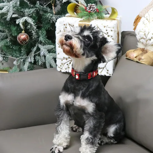 Vista 5 de Aring Pet Collar navideño para perro, lindo, ajustable, de algodón, para cachorros, perros pequeños, medianos y grandes, rojo, Papá Noel, unisex Z