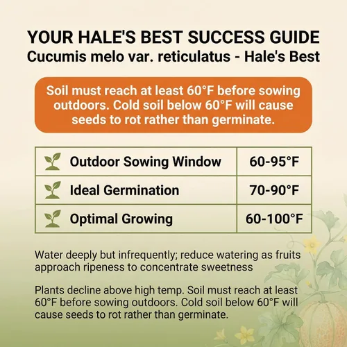 Vista 3 de 50 Hale's Best Cantaloupe Seeds for Planting - Sweet Aromatic Heirloom, Non-GMO, USA Grown by RDR Seeds