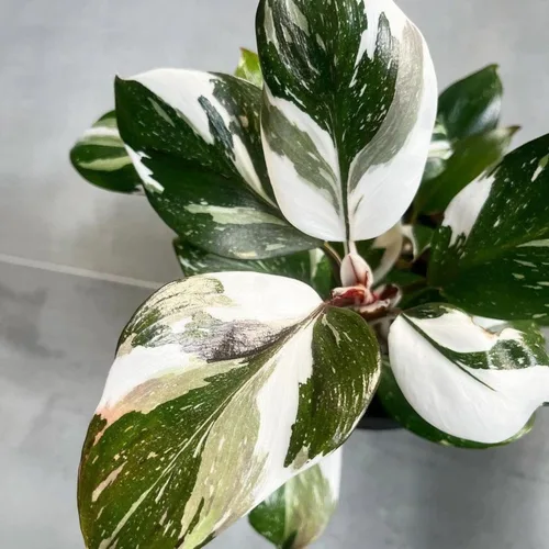 Vista 4 de Philodendron Plant Prince of Orange - Planta viva de 3 pulgadas, adornos para plantas de interior, plantas perennes, cultivo de jardín, puede crecer