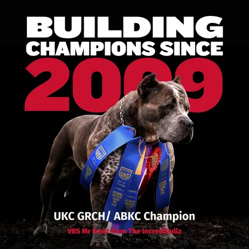 Vista 7 de Comprimidos masticables Bully Max 2 en 1 para construcción muscular para perros - Vitaminas y suplementos para cachorros y perros, suplementos