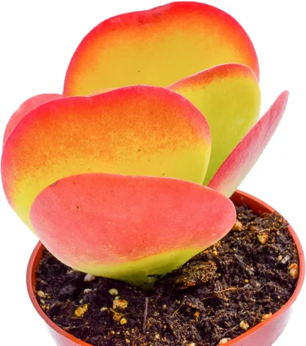 Vista 2 de Planta de paleta viva suculenta - Kalanchoe Thysiflora - Planta de paleta de 4 pulgadas totalmente arraigada