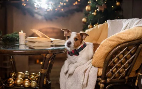 Vista 6 de Lionet Paws Collar navideño para perro y gato con corbatín, suave y cómodo, collar ajustable