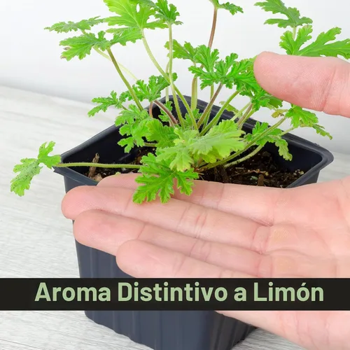 Vista 6 de Plantas vivas de geranio de citronela (paquete de 2); plantas en maceta perfumadas de citronela Pelargonium