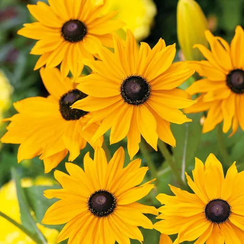 Vista 6 de Eden Brothers Black Eyed Susan Seeds - Bosque de otoño