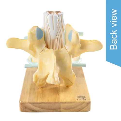Vista 8 de EVOTECH SCIENTIFIC Modelo de vértebra lumbar humana agrandada con médula espinal y equina cauda – 2 veces 2 piezas modelo de columna vertebral