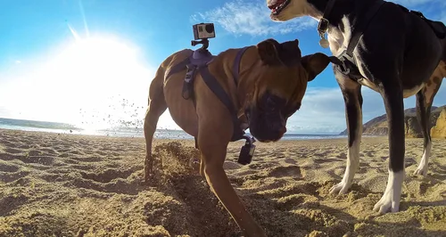 Vista 6 de Arnés para perros GoPro Fetch - Montura oficial GoPro (Paquete de 6)