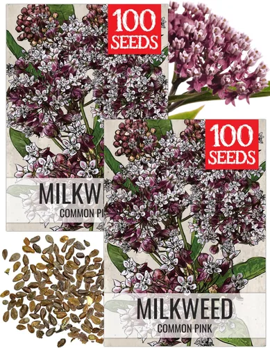 Vista 29 de Seed Needs Semillas de algodoncillo de mariposa naranja para mariposas monarca, 1 paquete