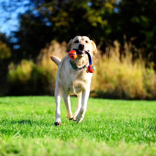 Vista 4 de Chuckit! Ultra Duo - Juguete para perro para remolcar, pequeño juguete para interiores y exteriores