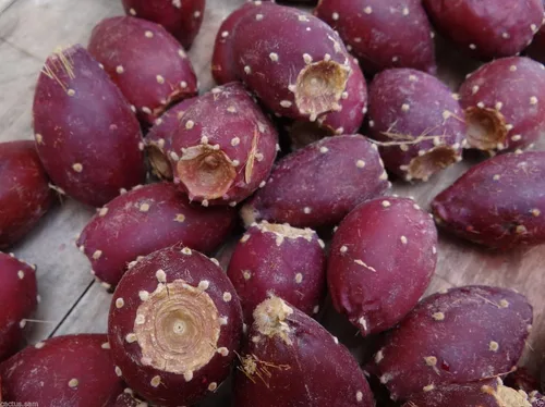 Vista 3 de 50 semillas de cactus de tuna roja, Opuntia Engelmannii, resistentes al frío, nopalea dulce