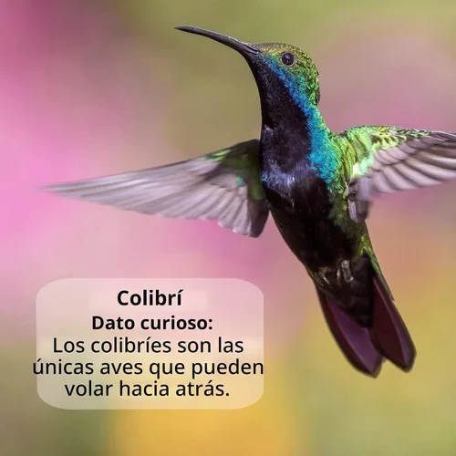 Vista 7 de Néctar de colibrí naturalmente fresco con defensor de néctar – Néctar de larga duración para comederos de colibríes – Concentrado fácil de usar