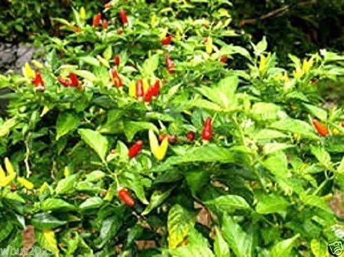 Vista 3 de 25 semillas de Kona roja hawaiana - Capsicum frutescens, pimienta de reliquia extremadamente caliente.