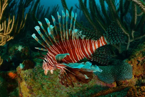 Vista 2 de Póster laminado de pez león nadando en el mar Caribe, póster de pescado fresco, decoración de pared acuática, imágenes de peces de pared, imagen