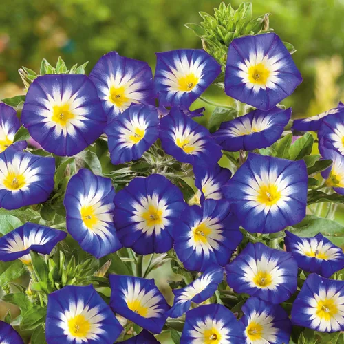 Vista 13 de Eden Brothers Morning Glory Seeds - Picotee azul, semillas sin OMG para plantar, 1 onza Semillas de flores de bajo mantenimiento, plantas durante