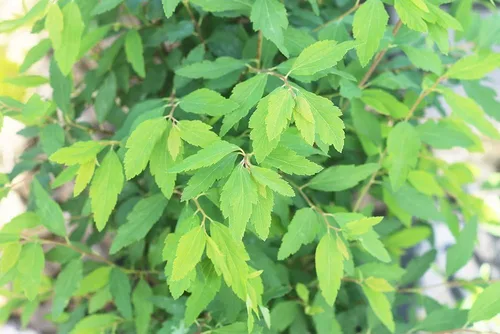 Vista 4 de PERFECT PLANTS Corona nupcial Spirea Planta viva, 1 galón, incluye guía de cuidado