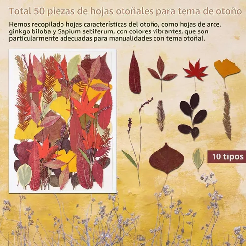 Vista 5 de Large Bulk Fall Dried Pressed Leaves for Craft, Real Dry Natural Flower Leaf Daisy for Resin Mold, Cake Decor, Phone Cases (Autumn Leaves)