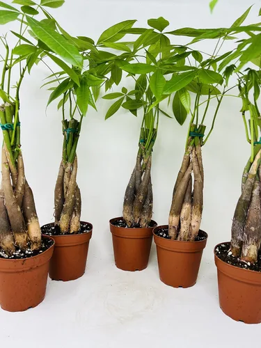 Vista 2 de Paquete de plantas de árbol de dinero en 5 macetas de entrenamiento - Pachira Aquatica Trees