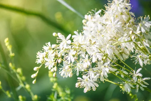 Vista 2 de Meadowsweet 350 Seeds (Filipendula ulmaria) Heirloom - Polinizado abierto